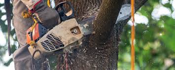 Professional Tree Care in Nanticoke, PA
