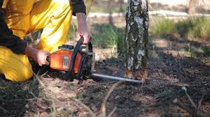 Best Tree Removal  in Nanticoke, PA