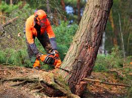 Best Tree Risk Assessment  in Nanticoke, PA