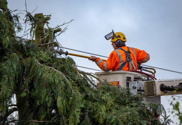 Best Root Management and Removal  in Nanticoke, PA