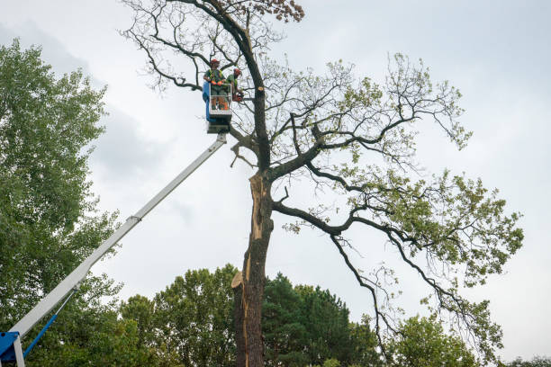 How Our Tree Care Process Works  in  Nanticoke, PA