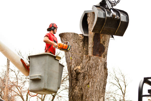 Best Commercial Tree Services  in Nanticoke, PA